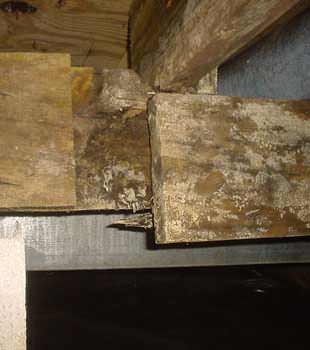 Extensive basement rot found in Warren by Waterproofing Specialties