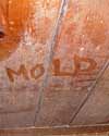 The word mold written with a finger on a moldy wood wall in Punxsutawney