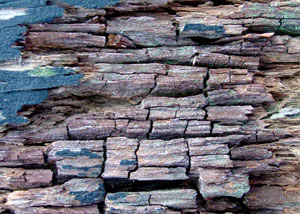Dry rot damaging wood in Homer City