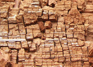Wood severely damaged by dry rot damage in Reynoldsville