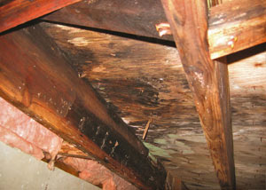 Extensive crawl space rot damage growing in Kersey