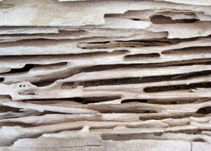 Carpenter ant tunnels and galleries in structural wood in a Kersey home