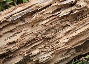 Termite-damaged wood showing rotting galleries outside of a Kane home