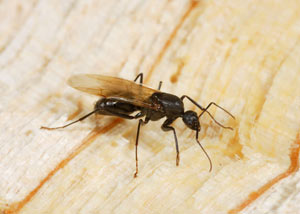 Closeup of a carpenter ant breeder in Punxsutawney