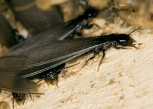 Closeup view of a termite new queen breeder in Brockway